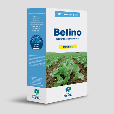 Semences de betteraves