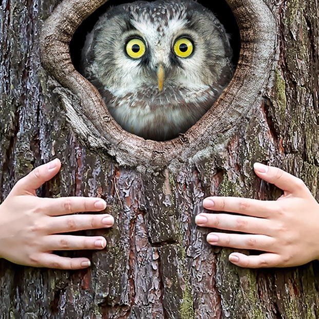 ONF : Réalisation de tous les supports nationaux institutionnels et commerciaux de l'office - Agence Linéal